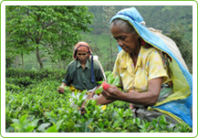 Tea farmers in Sri Lanka
